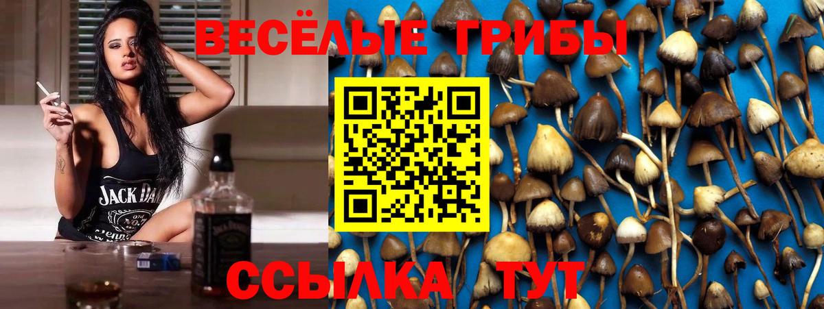 Галлюциногенные грибы Psilocybe Ачхой-Мартан